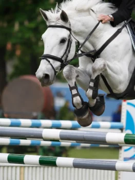 Un cheval blanc bondit dans les airs en sautant par-dessus un obstacle coloré en extérieur. On aperçoit ses antérieurs, tendus, et le cavalier tient doucement les rênes.
